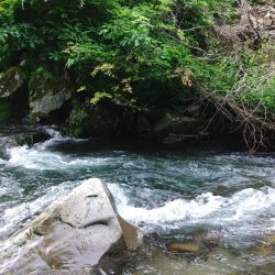 増水した渓でアマゴ釣り